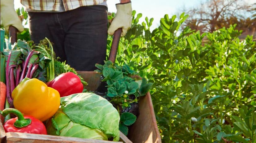 Horticultura Ecológica para la Venta de Productos